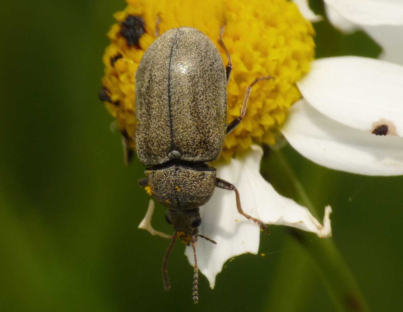 Mycterus sp.